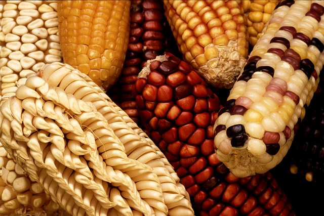 Nearly 3 in 5 American adults believe GM food is unsafe